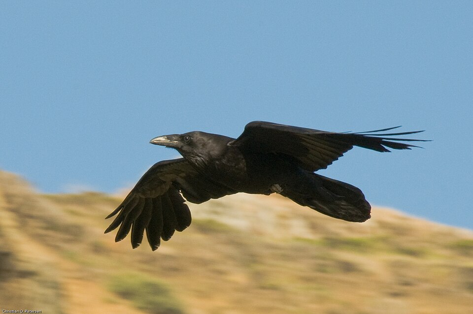 Alcatel Raven