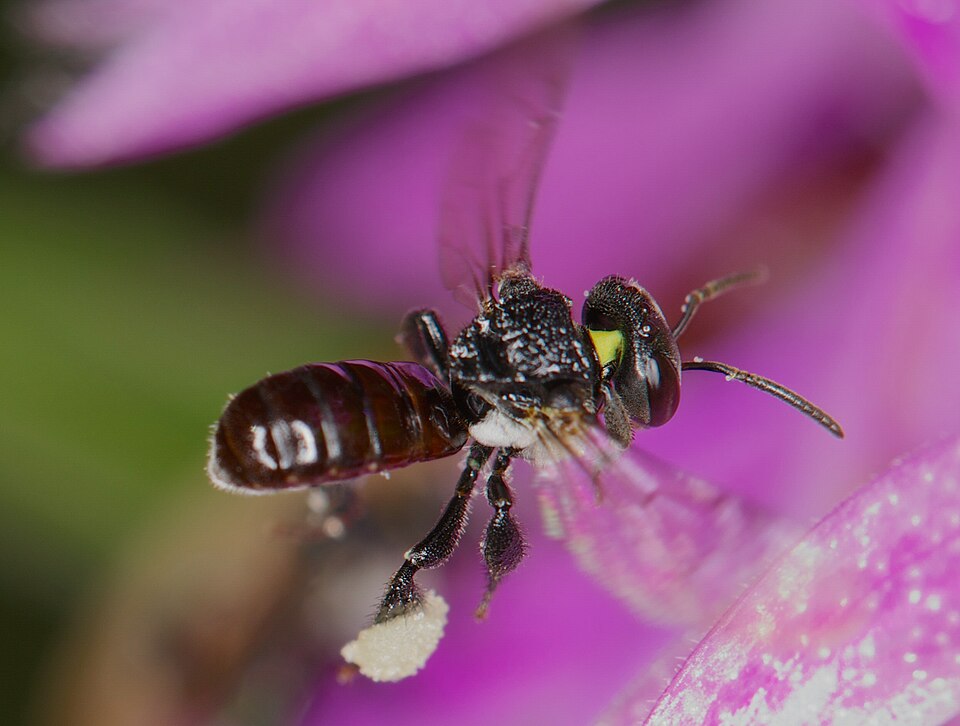 Vsmart Bee